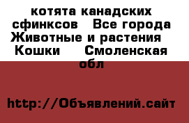 котята канадских сфинксов - Все города Животные и растения » Кошки   . Смоленская обл.